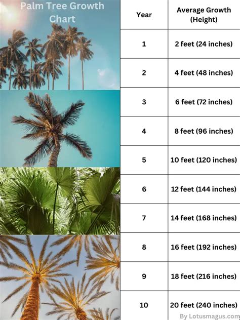 Palm Tree Growth Chart