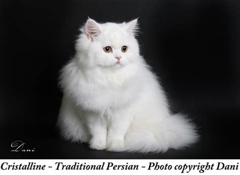 Best Pictures Of Cats And More Traditional Persian Cat Picture