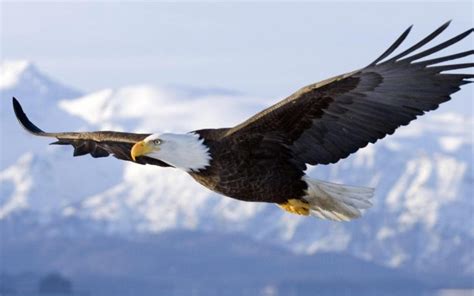 Bald Eagle In Flight Alaska Background Widescreen Hd