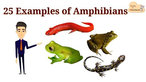 25 Examples Of Amphibians List Of Amphibians With Picture Youtube