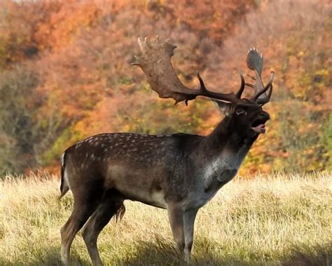 Fallow Deer Hunting In Romania