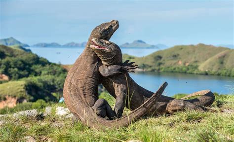 Wildlife In Asia Meet The Komodo Dragon Breathedreamgo
