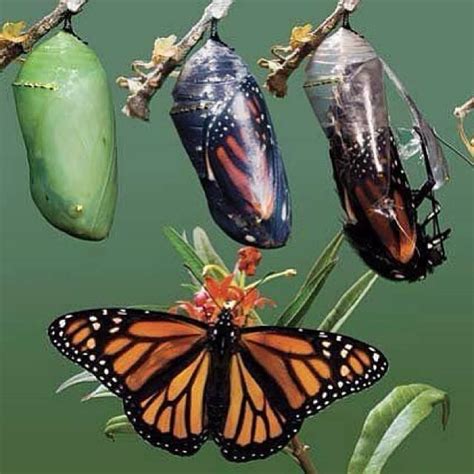 Amazing Life Cycle Of A Butterfly Butterfly Chrysalis Butterfly