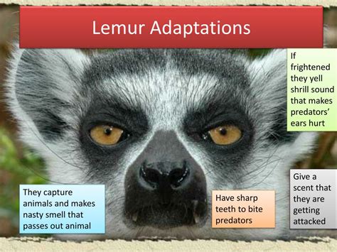 Ppt Lemur Adaptations Powerpoint Presentation Free Download Id2644336