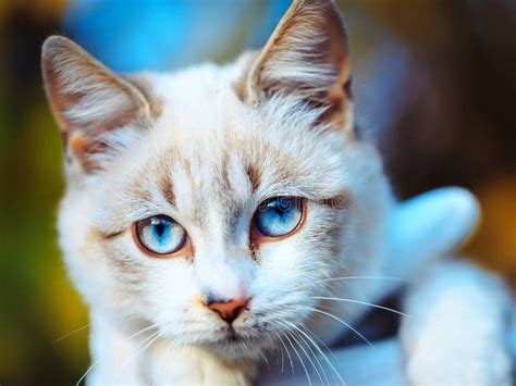 Cute Cat With Blue Eyes Stock Photo Image Of Animal 81619524