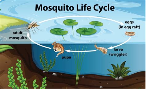 Envirosafe Mosquito Drops How Do They Work Envirosafe