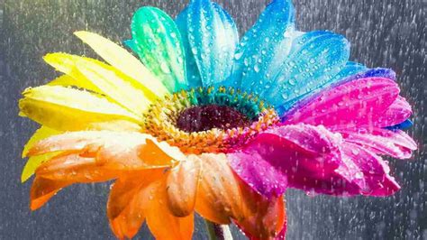 10 Best Rainbow Flower Wallpaper Desktop FULL HD 19201080 For PC