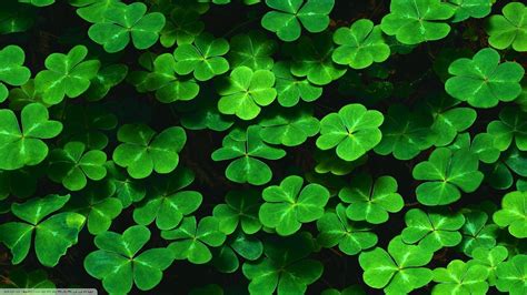 Green Clovers Leaves Nature Wallpapers Hd Desktop And