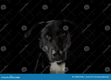 Portrait Of A Black Dog Looking At Camera With Serious Expression And