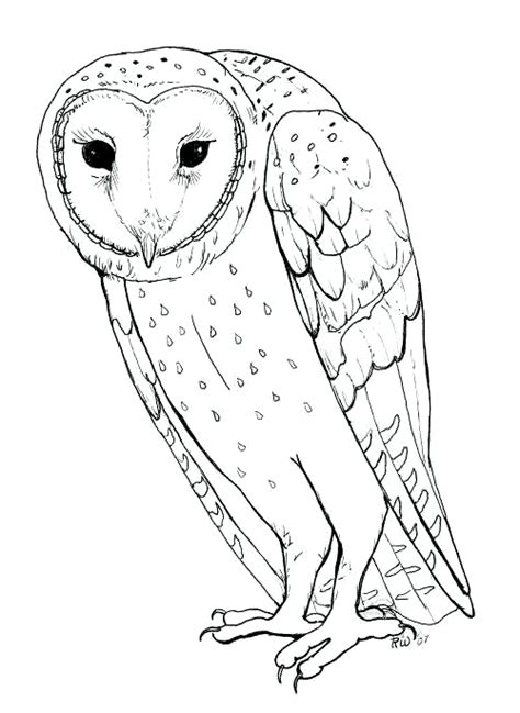 Barn Owl Coloring Page Animals Town Animals Color Sheet Barn Owl