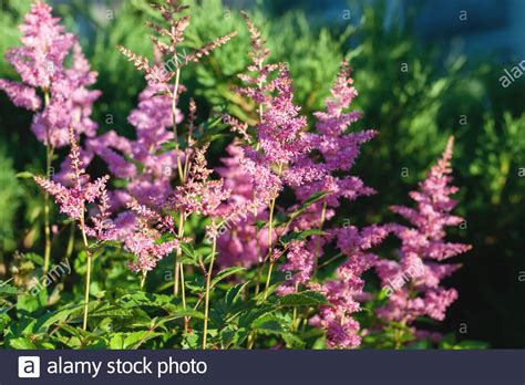 Astilbe Japonica Hi Res Stock Photography And Images Alamy