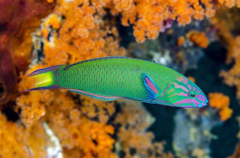 Stunning Photos Of Different Types Of Wrasse Fish