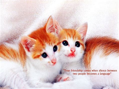 Lovely True Friends Quotes 9to5 Car Wallpapers