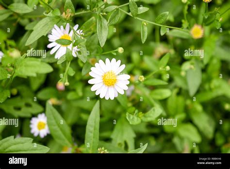 Marguerite Daisy Flower High Resolution Stock Photography And Images