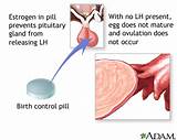 Birth Control Estrogen And Progesterone