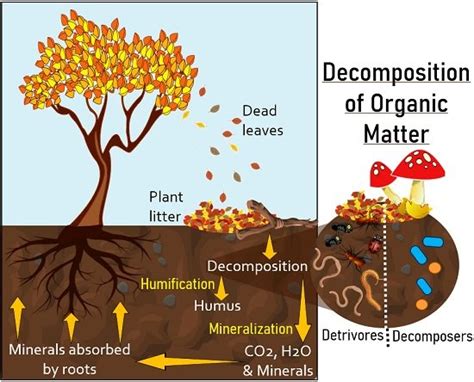 Organic Matter Decomposition Definition And Process Biology Reader