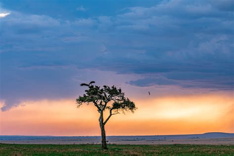 Magical Sunset At The Masai Mara National Game Reserve And Conservation