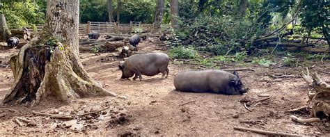 Pigs In Nature Animal Rescue Goodheart Animal Sanctuaries
