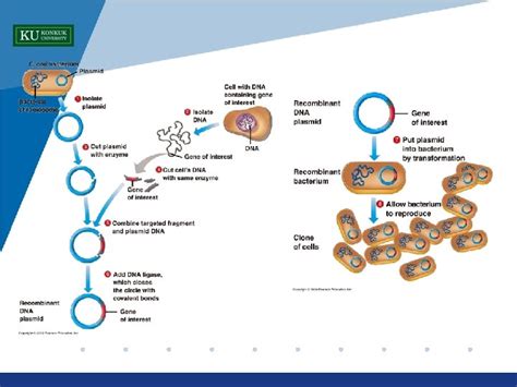 11 Plasmid Miniprep E Coli Transformation Gel Electrophoresis