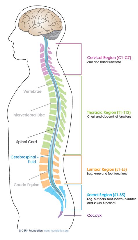 Spine And Brain Tumor And Anatomy Cern Foundation