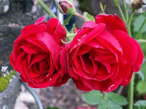Плетистые розы для озеленения сада купить саженцы плетистых роз в