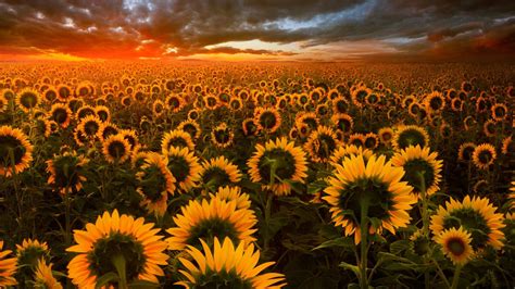 2560x1440 Sunflower Field 1440p Resolution Hd 4k Wallpapers Images