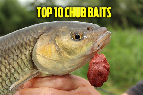 The 10 Best Chub Baits — Angling Times