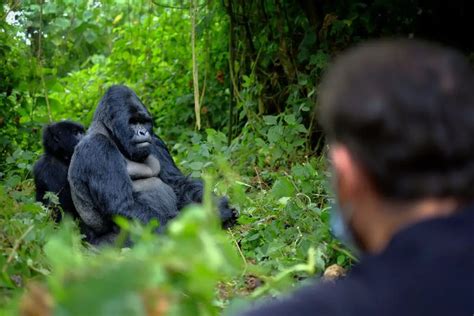 Gorilla Trekking In Rwanda An Out Of The Ordinary Travel Experience