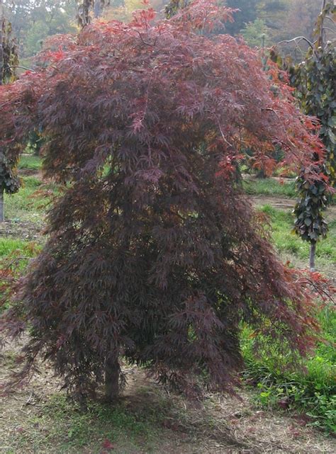 Full one of the best cut leaf japanese maples for leaf colour and hardiness. Tamukeyama Threadleaf Japanese Maple
