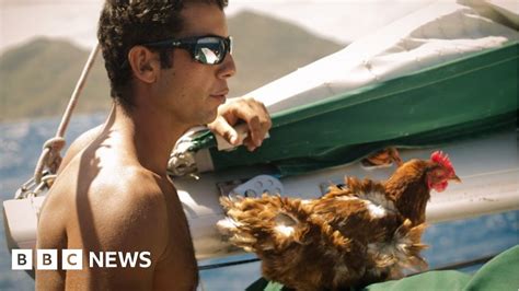 Monique The Hen Who Is Sailing Around The World Bbc News