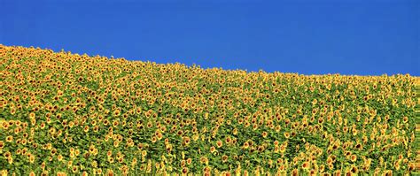 Download Wallpaper 2560x1080 Sunflowers Flowers Field Dual Wide 1080p