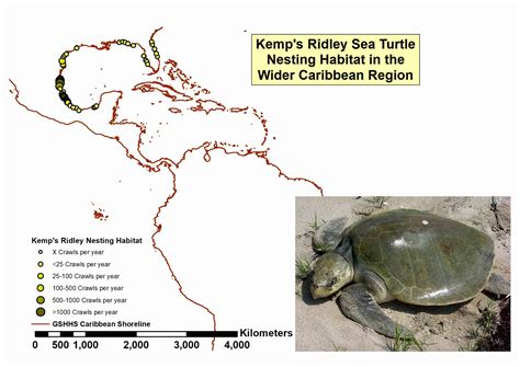 Kemps Ridley Turtle Population Trends