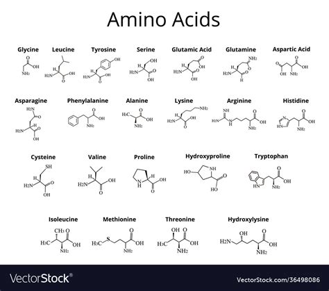 Amino Acids Chemical Molecular Formula Of Amino Acids Vector My XXX