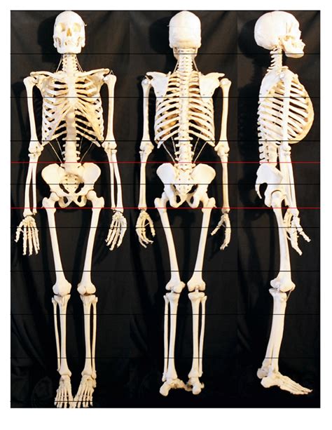 SonjebasaLand: Skeleton/Bones