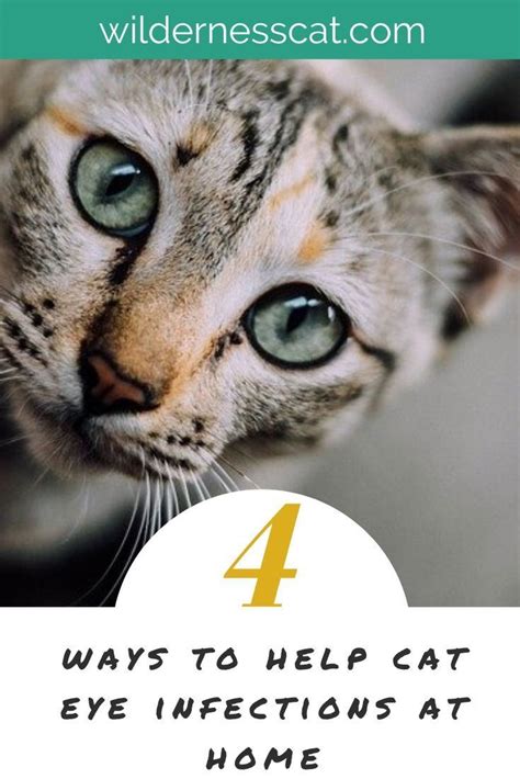Home Remedies For Cat Eye Infection Wildernesscat In 2020 Cat Eye