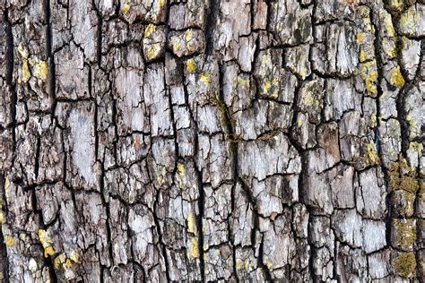 Tree Bark Texture 2 Photograph By Vanessa Ilott Fine Art America