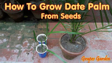 How To Grow Dates From Seed Date Palm Care How To Grow