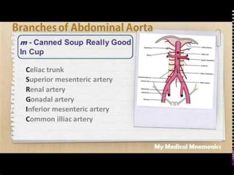 Branches Of Abdominal Aorta My Medical Mnemonics YouTube