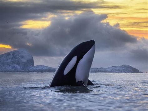 Killer Whales Under Threat From Toxic Ocean Chemicals Express And Star
