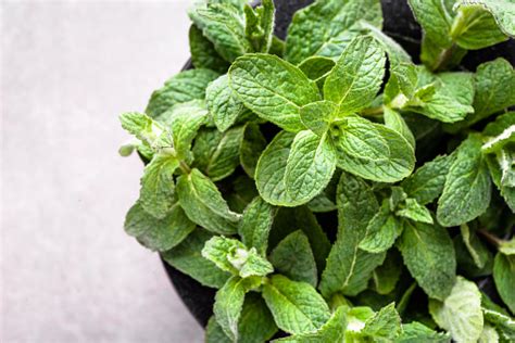 Green Peppermint Closeup Of Mint Leaves Fresh Mint Top View Stock Photo