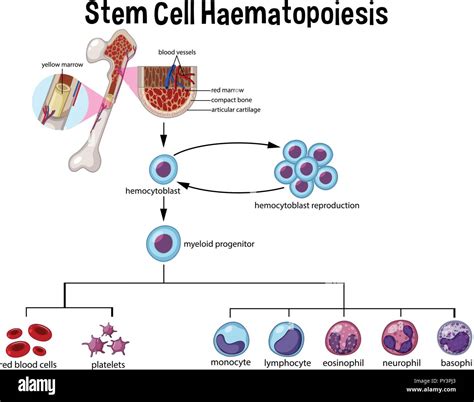 Diagrama De La Hematopoyesis Células Madre Ilustración Imagen Vector De