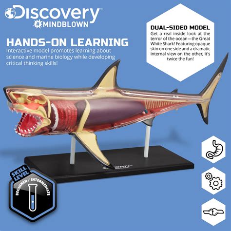 great white shark anatomy model