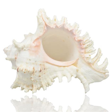 Buy Large Natural Sea Shells Murex Ramosus Shells Huge Ocean Conch 7 8 Inches Jumbo Seashells