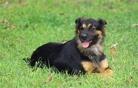 German Shepherd Rottweiler Mix Dog Breed Guide Dog Academy