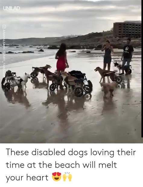 Unilad Animalsanctuary Tangier These Disabled Dogs Loving Their Time At