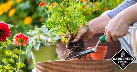 How To Grow Flowers A Beginners Guide Herb Garden Planter