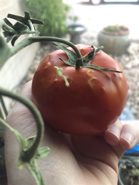 This Tomatoes Seeds Are Sprouting From Inside Of It Rmildlyinteresting