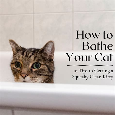 10 Tips To Succesfully Bathe Your Cat Without Dying In The Process