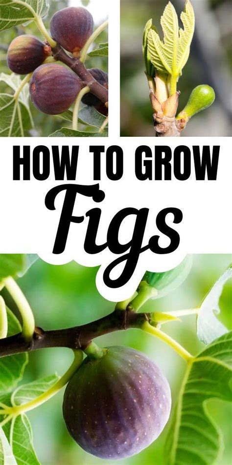 Fig Tree Care And How To Grow A Fig Tree In A Pot Or The Ground