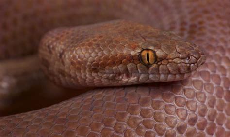 10 Snakes In Australia A Z Animals